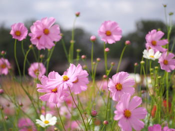 Close-up of pink cosmos flowers on field