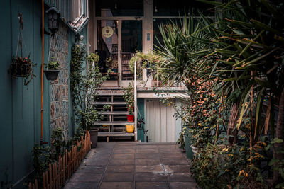 Potted plants on footpath by building