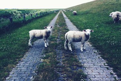 Sheep grazing on field