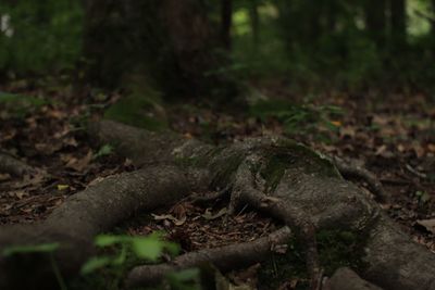 Close-up of tree trunk on field