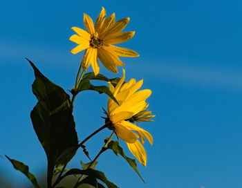Low angle view of sunflower against clear blue sky