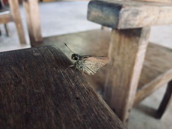 Close-up of butterfly on wooden plank