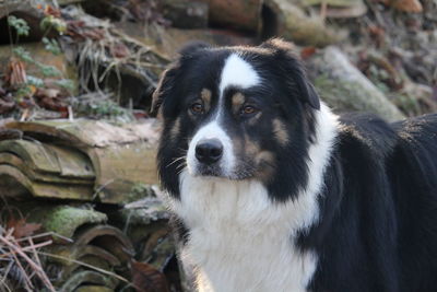 Close-up portrait of dog