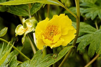 Close-up of yellow flowering plant
