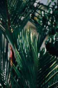 Close-up of pine tree