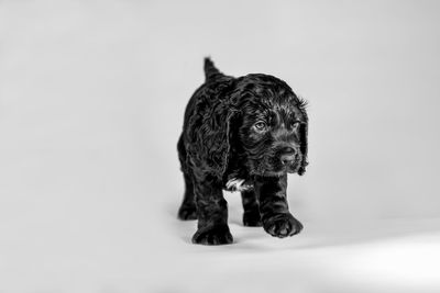 Dog standing against white background