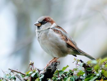 Bird perching on a plant