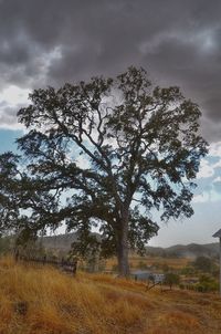 Tree on field against sky