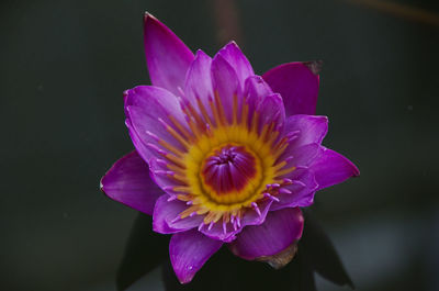 Close-up of purple lotus water lily