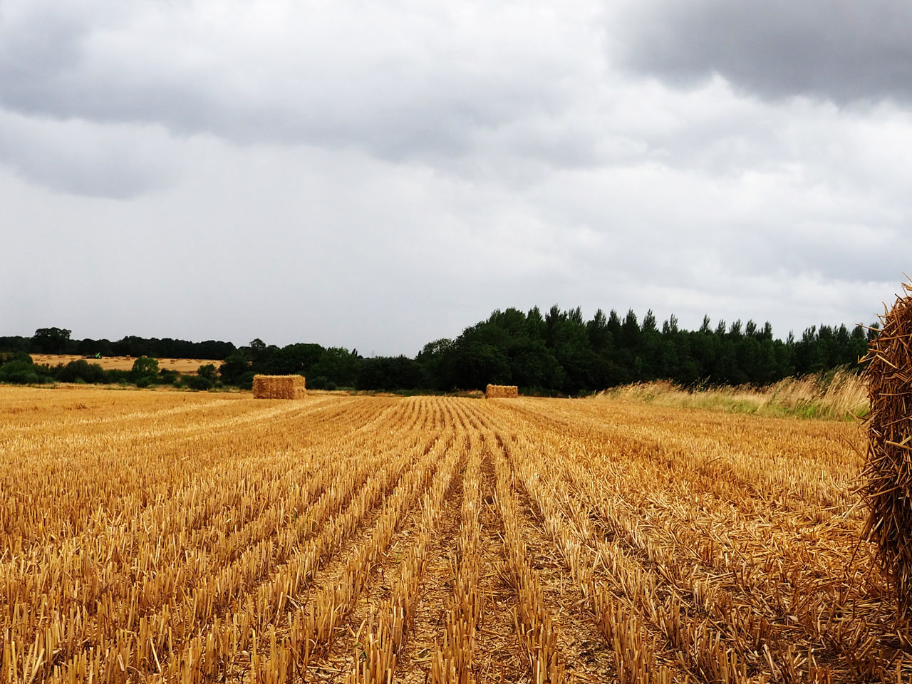 AGRICULTURAL FIELD AGAINST SKY