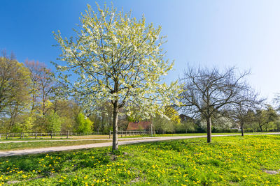 Scenic view of flowering trees on field against clear sky