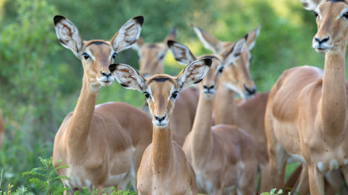 impala herd,
