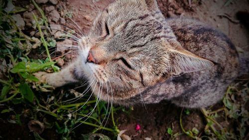 High angle view of cat sleeping on grass