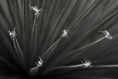 Close-up of flower blooming outdoors