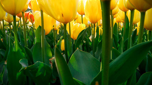 Close-up of yellow tulips on field