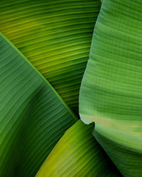 Closeup nature view of banana leaf background and dark tone