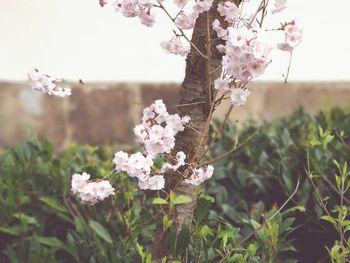 Close-up of pink cherry blossoms in spring