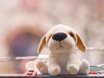 Close-up of dog toy