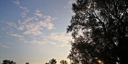 Low angle view of silhouette trees against sky during sunset