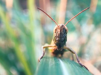 Close-up of insect on plant