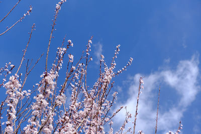 Low angle view of flowering plants against blue sky