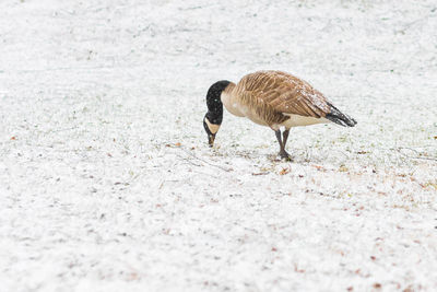 Side view of canada goose perching on snowy field