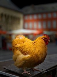 Market chicken