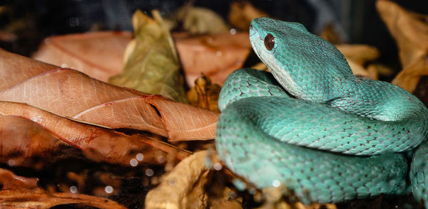 Close-up of a lizard