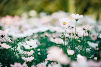 Close-up of white flowering plants on field