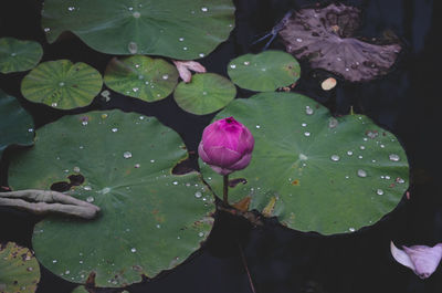 Close-up of lotus water lily in lake