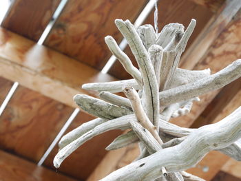 Close-up of plant on wooden table
