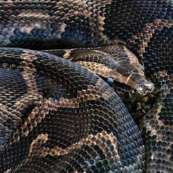 Full frame shot of snake
