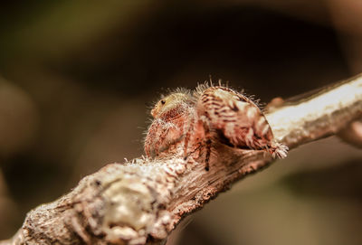 Close-up of spider on web