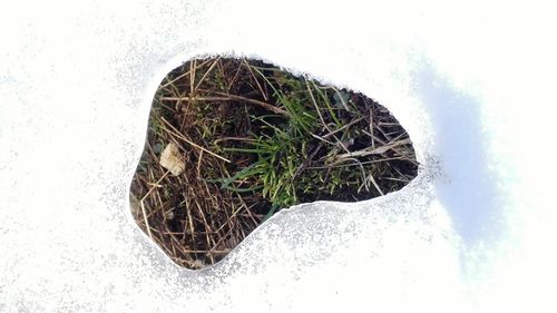 Close-up of tree against sky