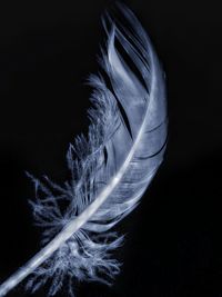 Close-up of feather against black background