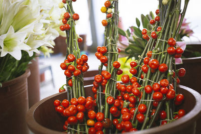 Close-up of red berries growing on plant