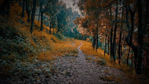 Road amidst trees in forest during autumn