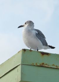 Low angle view of seagull perching on railing against sky