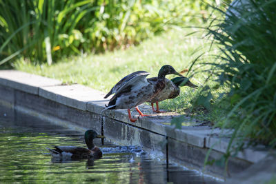 Ducks in a lake
