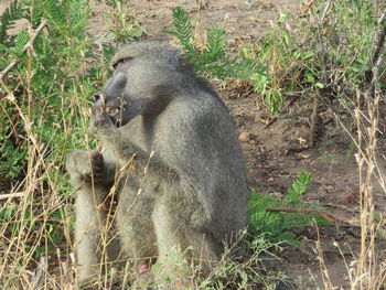 Close-up of monkey sitting on grass