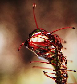 Close-up of red flower
