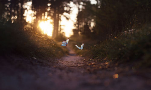 Butterflies flying over trail during sunset