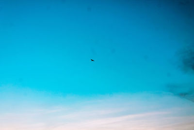 Low angle view of bird flying in sky