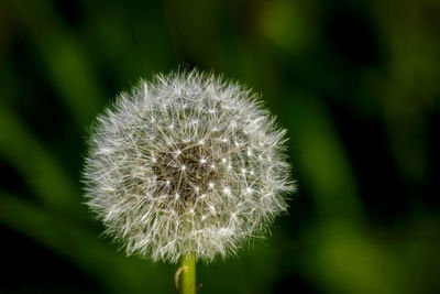 Close-up of dandelion