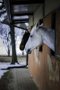 Horse in stable