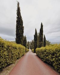 Empty road along plants and trees against sky