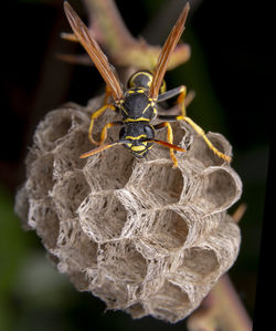 Close-up of insect