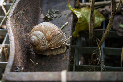 Close-up of snail