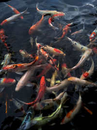 High angle view of koi carps swimming in lake