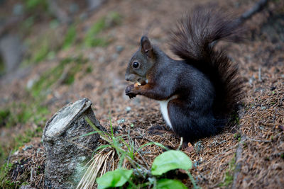 Close-up of squirrel eating food